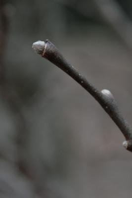 Dirca palustris (Leatherwood), bud, terminal