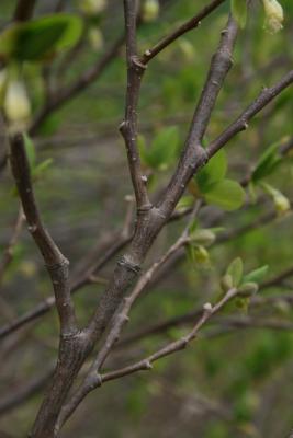 Dirca palustris (Leatherwood), bark, branch