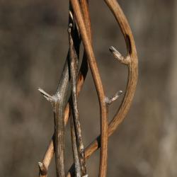 Dioscorea villosa (Wild Yam), bark, stem