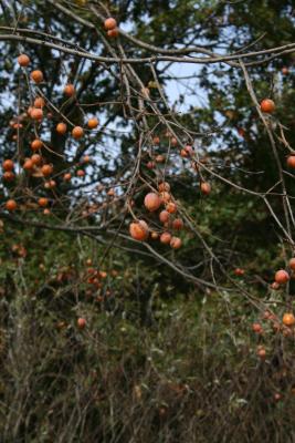 Diospyros virginiana (Persimmon), fruit, mature