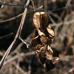 Dioscorea villosa (Wild Yam), fruit, mature