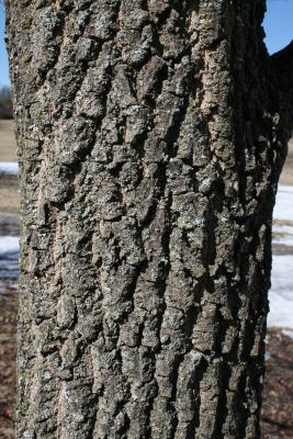 Diospyros virginiana (Persimmon), bark, trunk