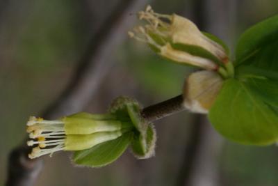 Dirca palustris (Leatherwood), flower, side