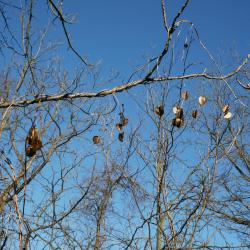Dioscorea villosa (Wild Yam), habit, winter