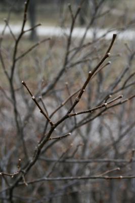 Dirca palustris (Leatherwood), bark, twig