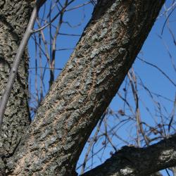 Diospyros virginiana (Persimmon), bark, branch
