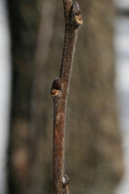 Diospyros virginiana (Persimmon), bark, twig, bud, lateral