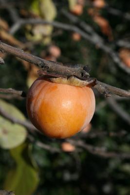 Diospyros virginiana (Persimmon), fruit, mature