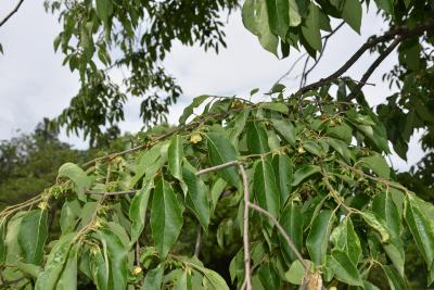 Diospyros virginiana (Persimmon), leaf, summer