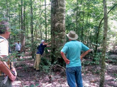 Measuring Magnolia pyramidata