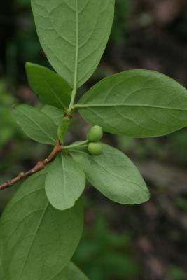 Dirca palustris (Leatherwood), fruit, immature, leaf, lower surface