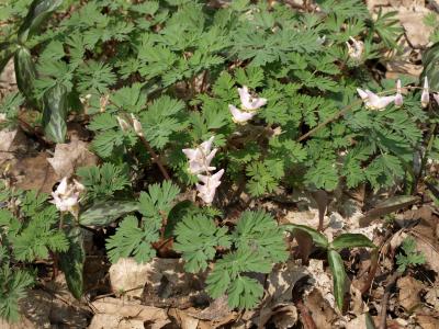 Dicentra cucullaria (Dutchman's Breeches), habit, spring