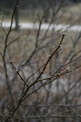 Dirca palustris (Leatherwood), habit, winter