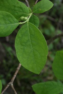 Dirca palustris (Leatherwood), leaf, upper surface