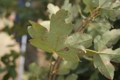 Acer ibericum M.Bieb. ex Willd. (Iberian maple), foliage