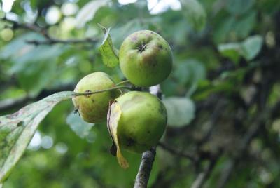 Malus orientalis Uglitzk. (Caucasian crabapple), fruit