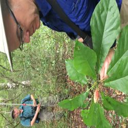 Gary Knox examining fruit and twig of Magnolia pyramidata