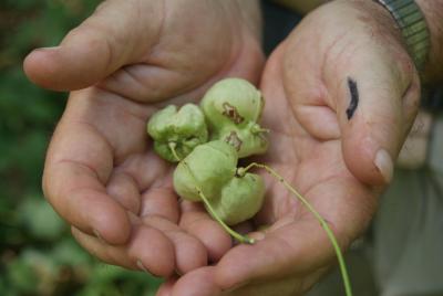 Staphlea pinnata L. (European bladdernut), fruits