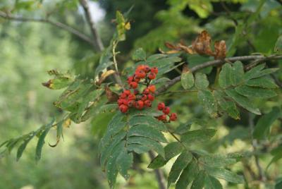 Sorbus caucasigena Kom. ex Gatsch, fruit