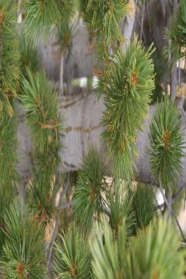 Pinus albicaulis Engelm. (whitebark pine), foliage