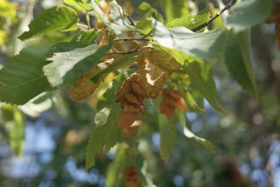 Ostrya carpinifolia Scop. (European hop-hornbeam), fruit