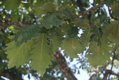 Quercus macranthera Fisch. &amp; C.A.Mey. ex Hohen. (Caucasian oak), foliage