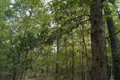 Quercus oglethorpensis Duncan (Oglethorpe's oak), trunk and branch