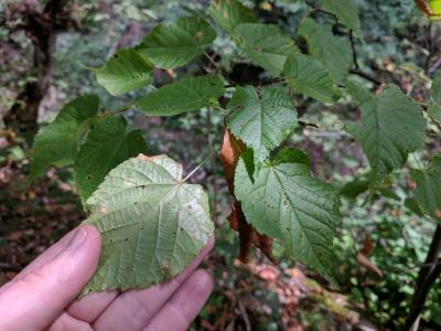 Tilia dasystyla subsp. caucasica (V.Engl.) Pigott (Caucasus linden), foliage