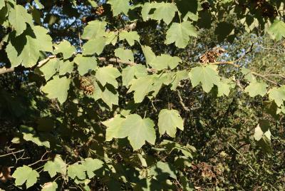 Acer velutinum Boiss (velvet maple), foliage