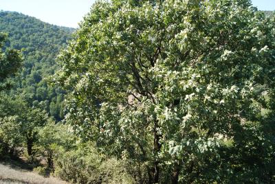 Quercus castaneifolia C.A.Mey. (chestnut-leaf oak), habitat