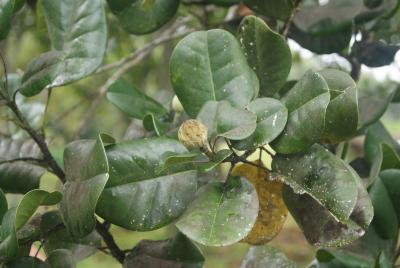 Magnolia orbicularis, foliage