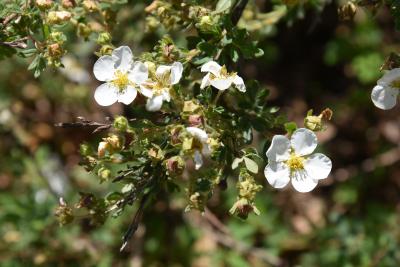 Dasiphora fruticosa 'Abbotswood' (Abbotswood Shrubby Cinquefoil), infructescence