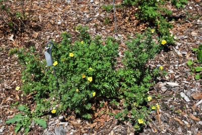 Dasiphora fruticosa 'Grandiflora' (Large-flowered Shrubby Cinquefoil), habit, summer