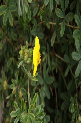 Dasiphora fruticosa 'Goldstar' (Goldstar Shrubby Cinquefoil), flower, side