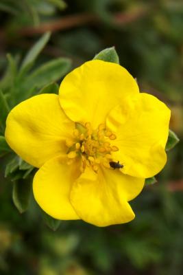 Dasiphora fruticosa 'Goldstar' (Goldstar Shrubby Cinquefoil), flower, throat