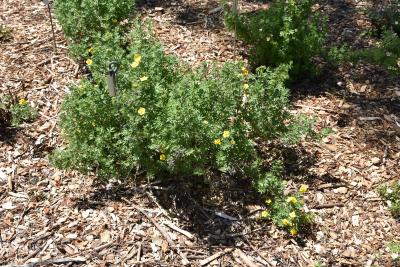 Dasiphora fruticosa 'Grandiflora' (Large-flowered Shrubby Cinquefoil), habit, summer