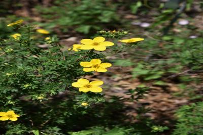 Dasiphora fruticosa 'Goldfinger' (Goldfinger Shrubby Cinquefoil), flower, full