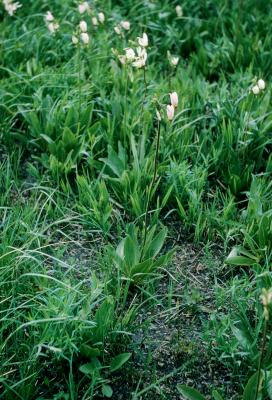 Dodecatheon meadia (Shooting Star), habit, spring
