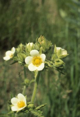 Drymocallis arguta (Tall Cinquefoil), inflorescence, flower, full
