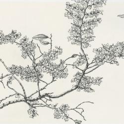 Ulmus parvifolia [graphic] / Nancy S. Hart.