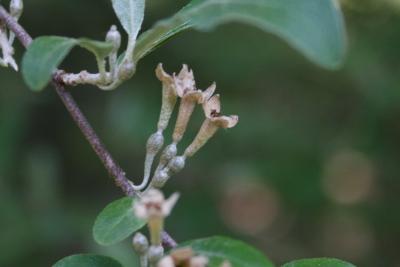 Elaeagnus umbellata (Autumn-olive), flower, side