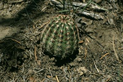Echinocereus reichenbachii (Lace Hedgehog Cactus), habit, summer