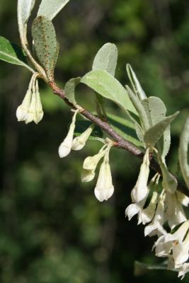 Elaeagnus umbellata (Autumn-olive), flower, bud