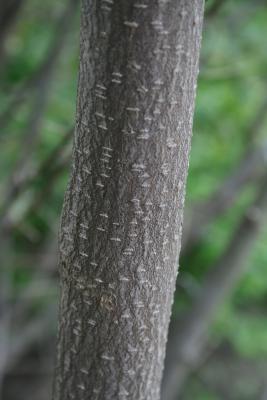 Elaeagnus umbellata (Autumn-olive), bark, branch