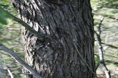 Elaeagnus angustifolia (Russian-olive), bark, mature