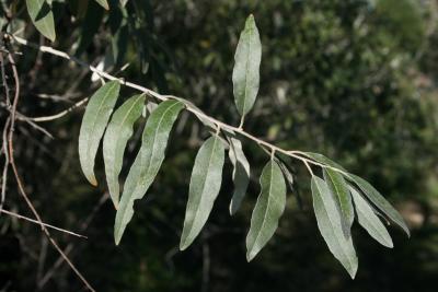 Elaeagnus angustifolia (Russian-olive), leaf