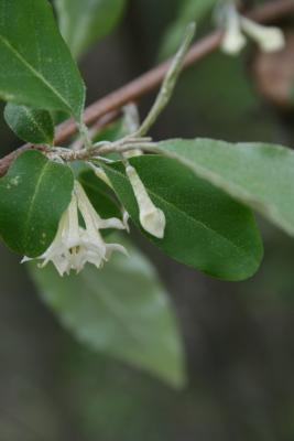 Elaeagnus umbellata (Autumn-olive), bud, flower