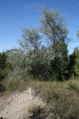 Elaeagnus angustifolia (Russian-olive), habit