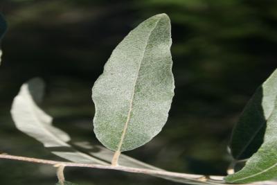 Elaeagnus angustifolia (Russian-olive), leaf, upper surface