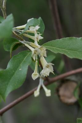 Elaeagnus umbellata (Autumn-olive), flower, full
